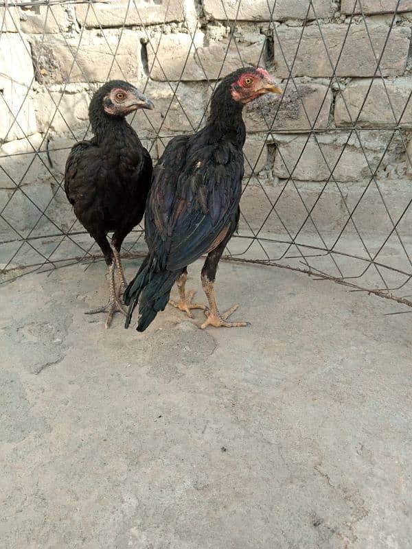 Aseel Male and Female for sale 03029665947 7