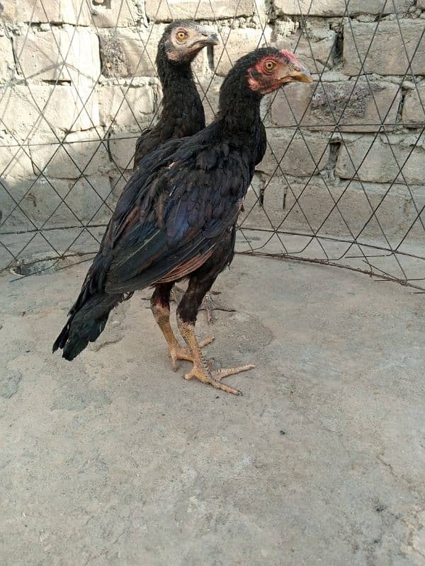 Aseel Male and Female for sale 03029665947 8