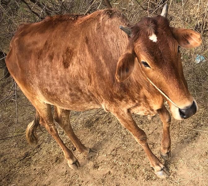 SAHIWAL COW FOR SALE / GAEE / BUFFALO / GAYE / ‎گائے / ‎بھینس 0