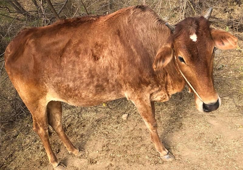 SAHIWAL COW FOR SALE / GAEE / BUFFALO / GAYE / ‎گائے / ‎بھینس 1