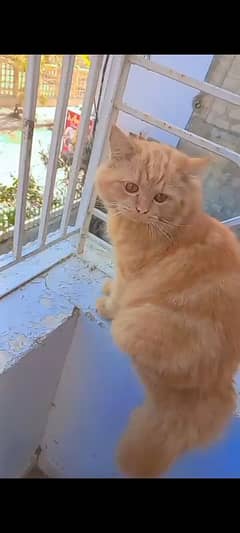 Beautiful Ginger Cat Pair