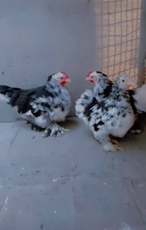 golden buff  molted bantam 1