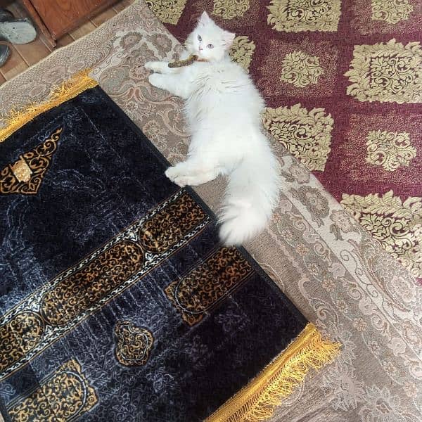 pure white Persian cat female 0