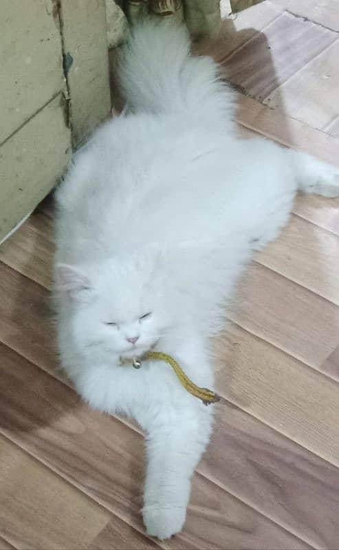 pure white Persian cat female 1