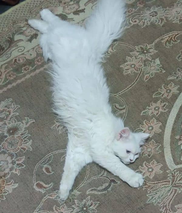 pure white Persian cat female 2