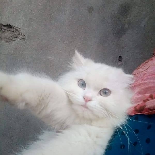 pure white Persian cat female 3