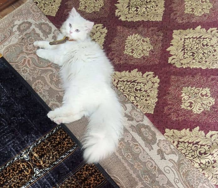 pure white Persian cat female 4