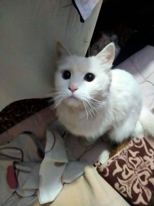 parsian cat male available 0