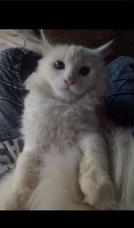 parsian cat male available 1