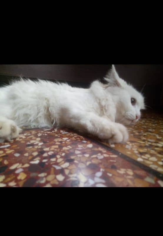 parsian cat male available 2