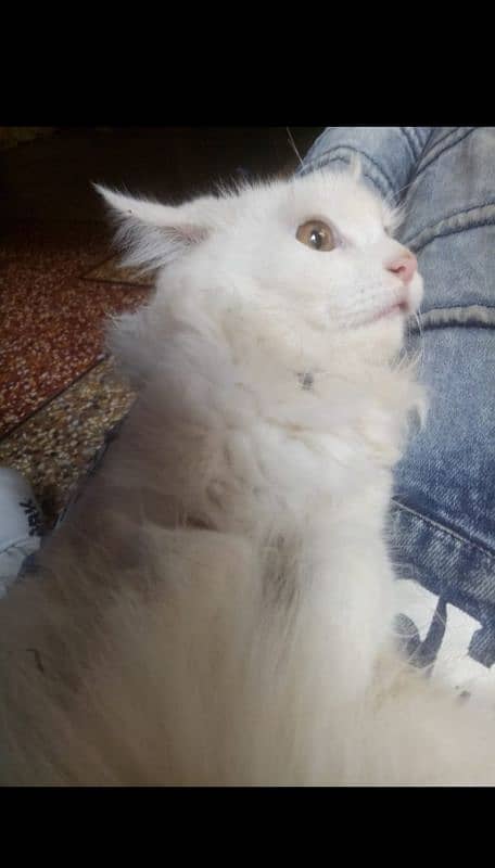 parsian cat male available 3