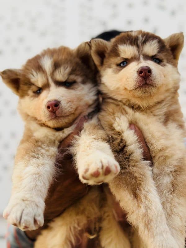 Siberian husky woolly coat pups 2