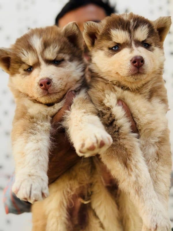 Siberian husky woolly coat pups 3