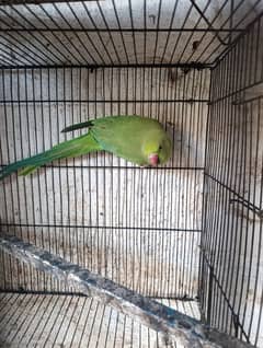 green parrot