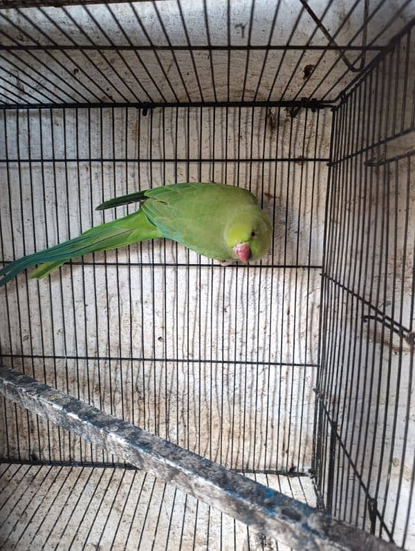 green parrot 0