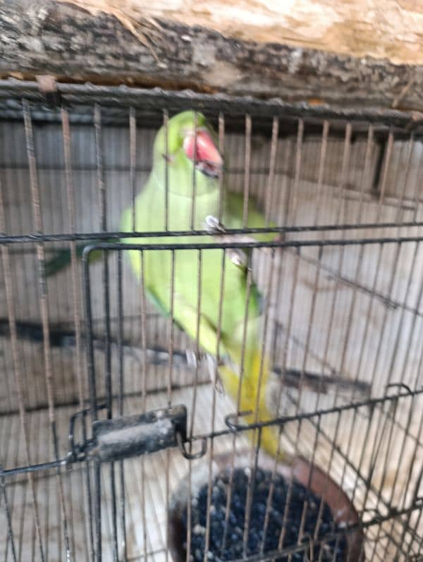 green parrot 1