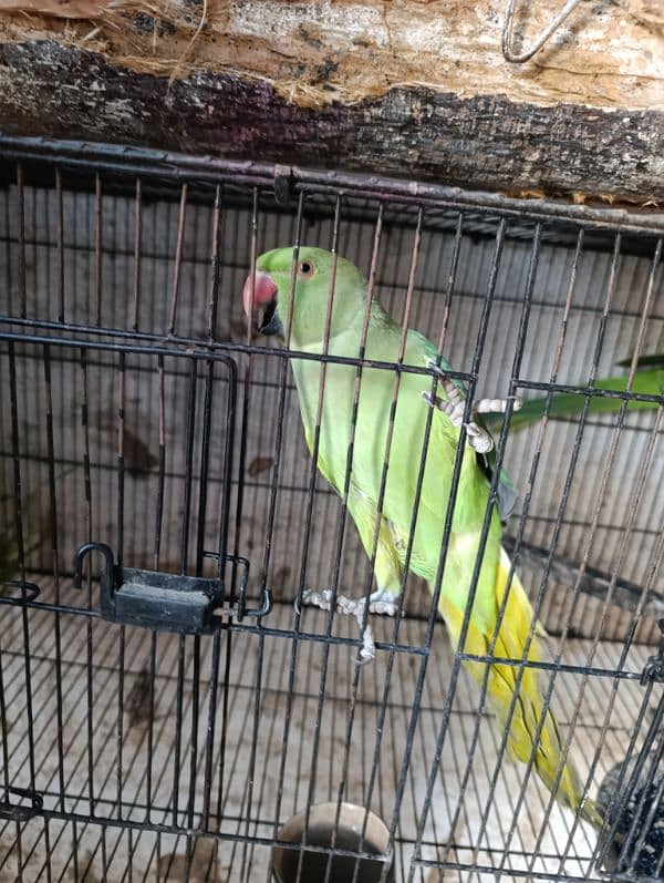 green parrot 2