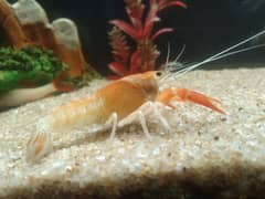 Crayfish