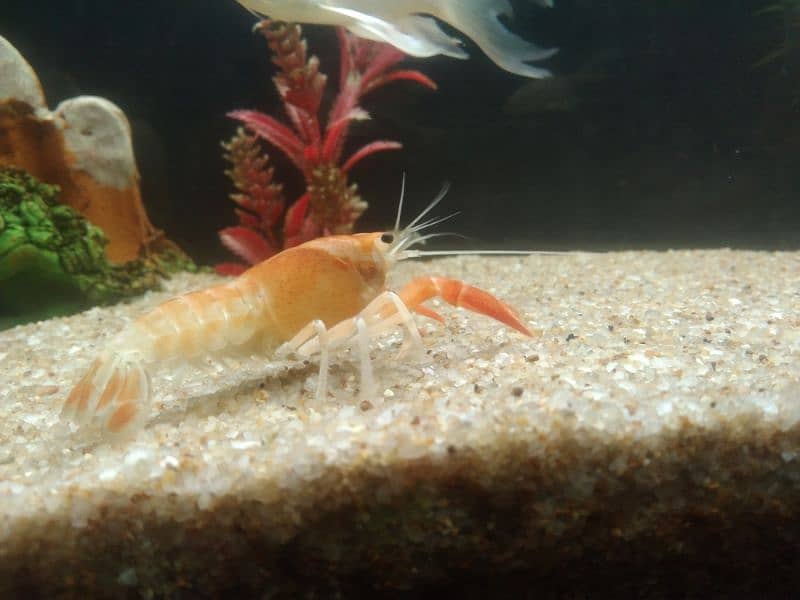 Crayfish 1