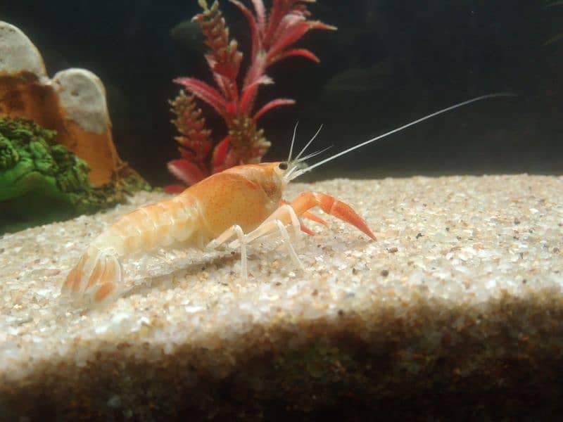 Crayfish 2