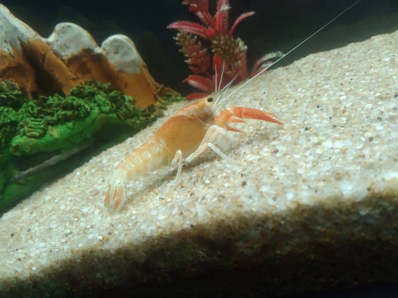 Crayfish 3