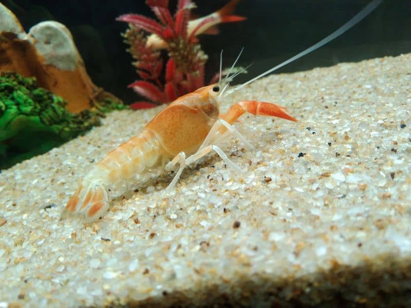 Crayfish 4