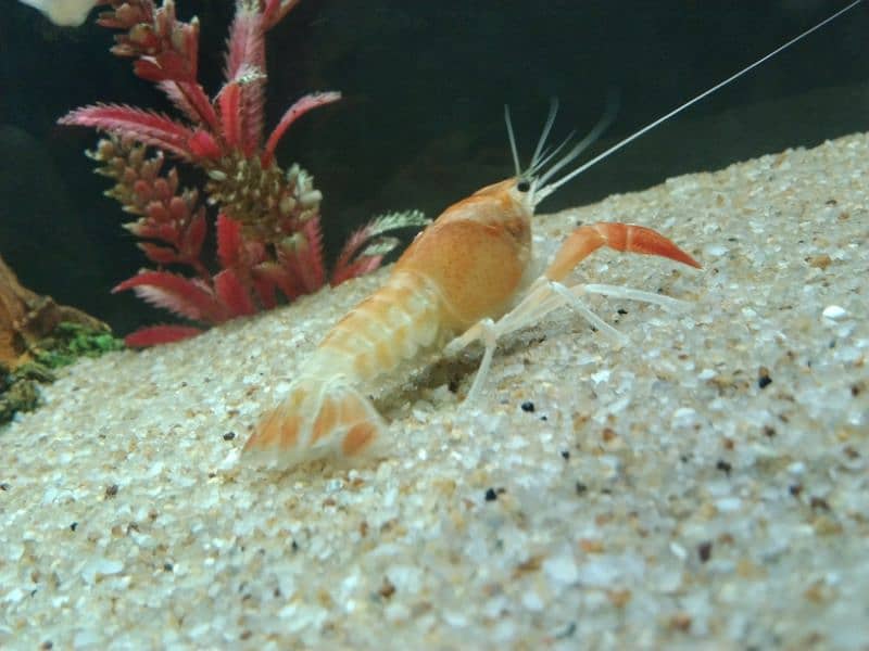 Crayfish 5