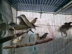 gouldian finche and paid dove java available