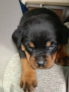 Rottweiler