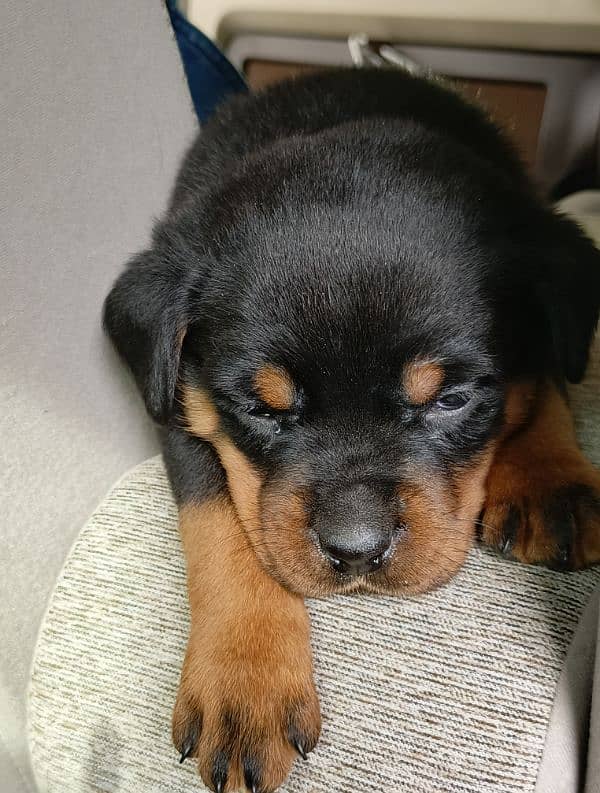 Rottweiler female 1month old vacinated 0