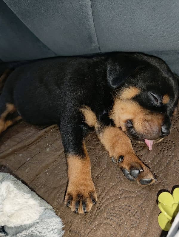 Rottweiler female 1month old vacinated 1