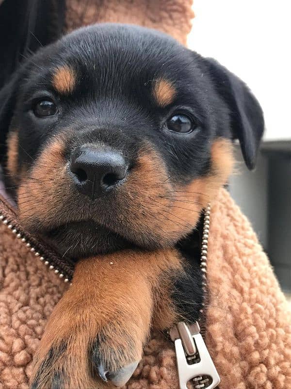 Rottweiler female 1month old vacinated 2