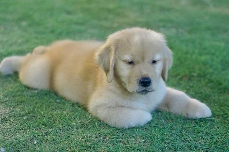 Golden Retriever 3