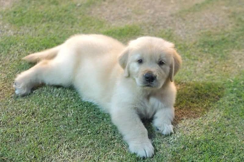 Golden Retriever 4