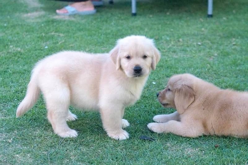 Golden Retriever 5