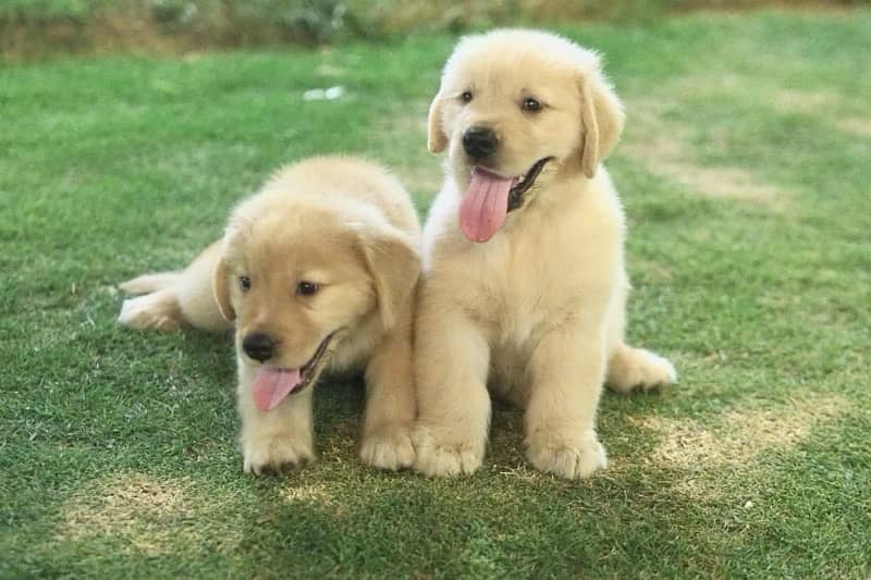 Golden Retriever 6