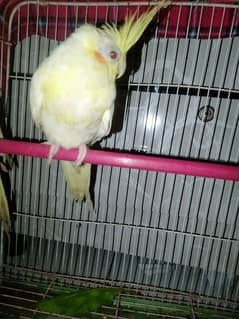 creamino red eyes cocktail female 1 piece for sale