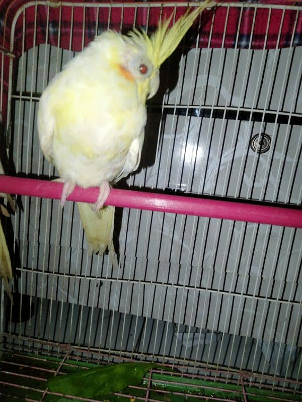 creamino red eyes cocktail female 1 piece for sale 0