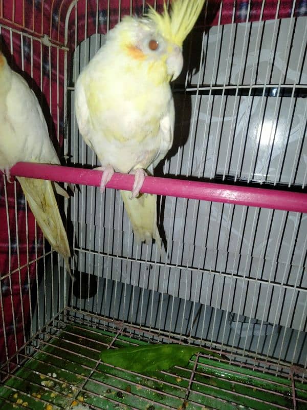 creamino red eyes cocktail female 1 piece for sale 1