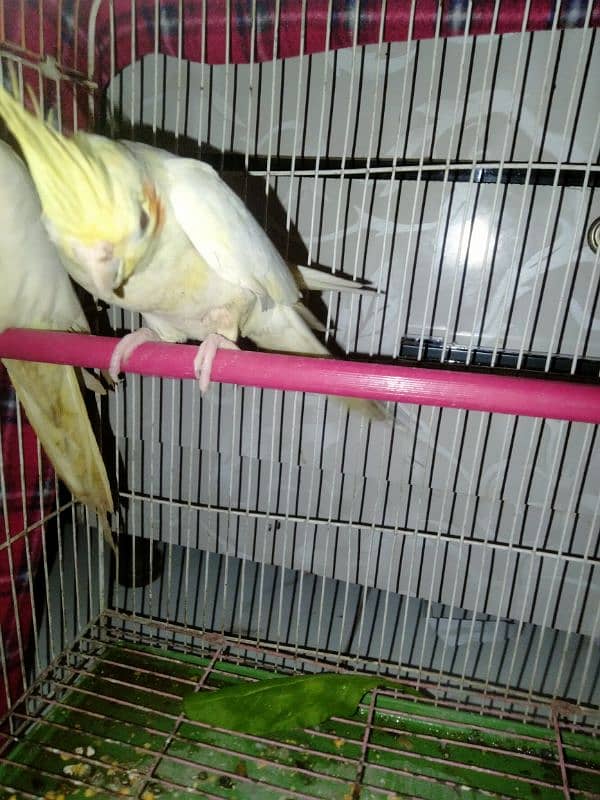 creamino red eyes cocktail female 1 piece for sale 2