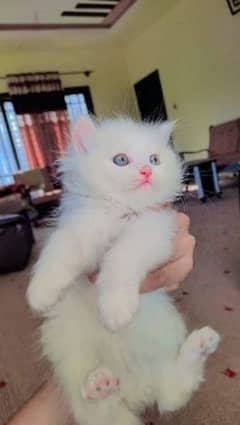 persian Munchkin heavy coated rare breed