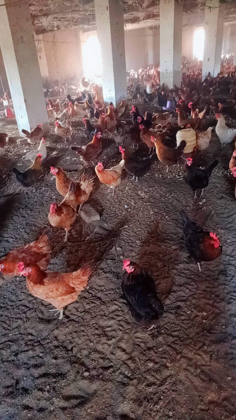 Golden Misri hens laying eggs Available 3