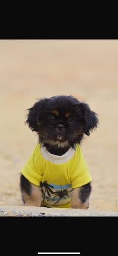 Japanese chin rare breed