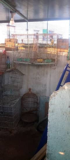 parrots cages for sale