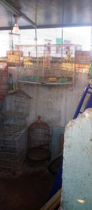 parrots cages for sale 0