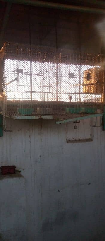 parrots cages for sale 1