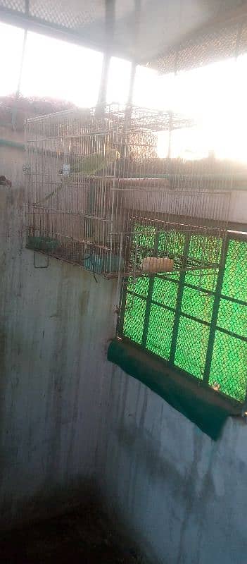 parrots cages for sale 3