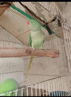 2 parrots for sale male femal 25k