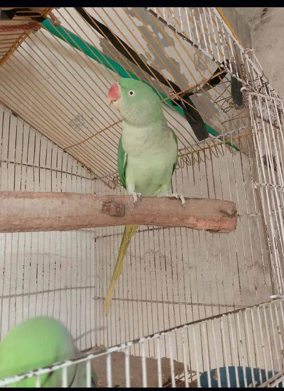 2 parrots for sale male femal 25k 0