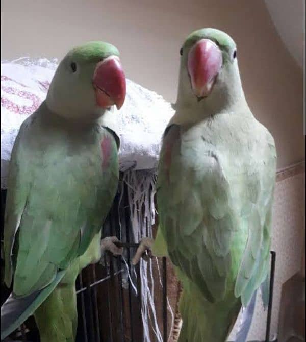 2 parrots for sale male femal 25k 1